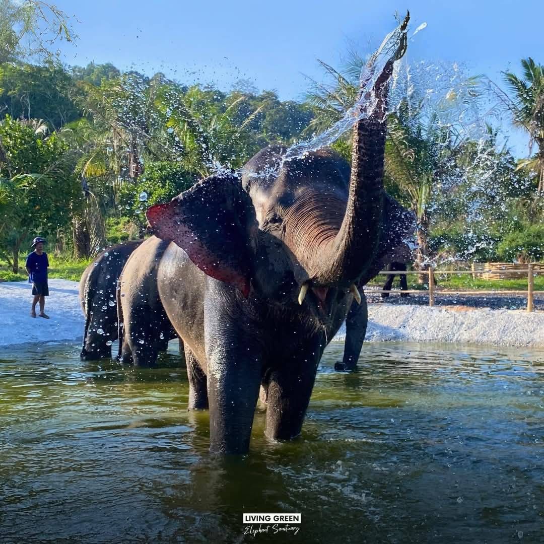 Elephant walking freely through forest at an ethical sanctuary near Pattaya, Thailand